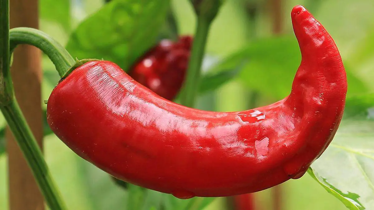 reciente estudio abrió la posibilidad de que con el consumo de picante las papilas gustativas recobren esta función